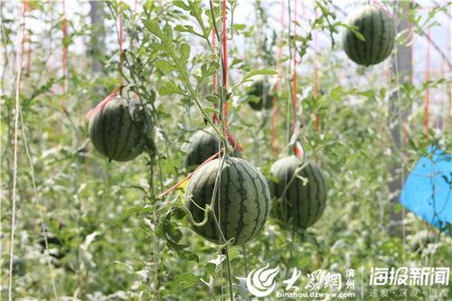 莒县网红吃瓜视频搞笑,笑料百出，欢乐无限