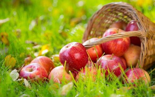 51吃瓜苹果官网,揭秘苹果产品背后的故事与魅力