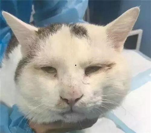 网红倦倦猫吃瓜,揭秘娱乐圈幕后真相