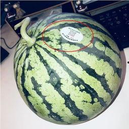 滨江网红吃瓜,揭秘幕后故事与热门话题