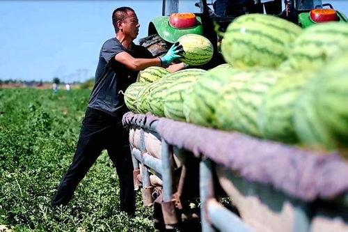 罗庄区吃瓜爆料群,揭秘社区热点事件背后的真相